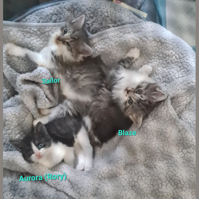 Photo of Blaze