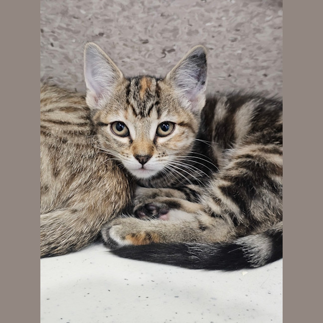 Photo of Disc Jockey