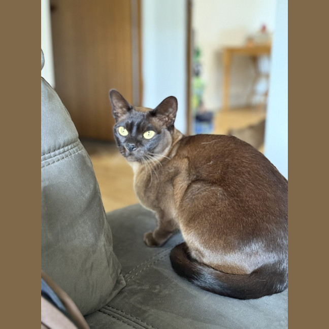 Photo of Banjo