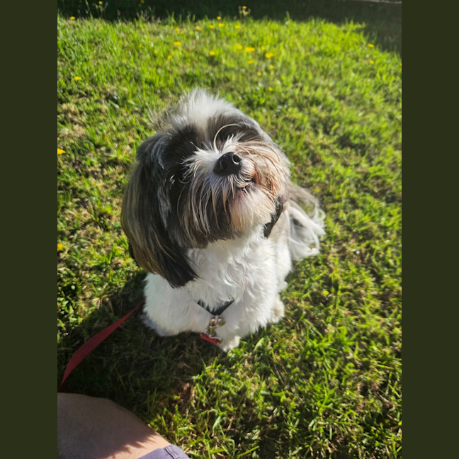 Photo of Alfie