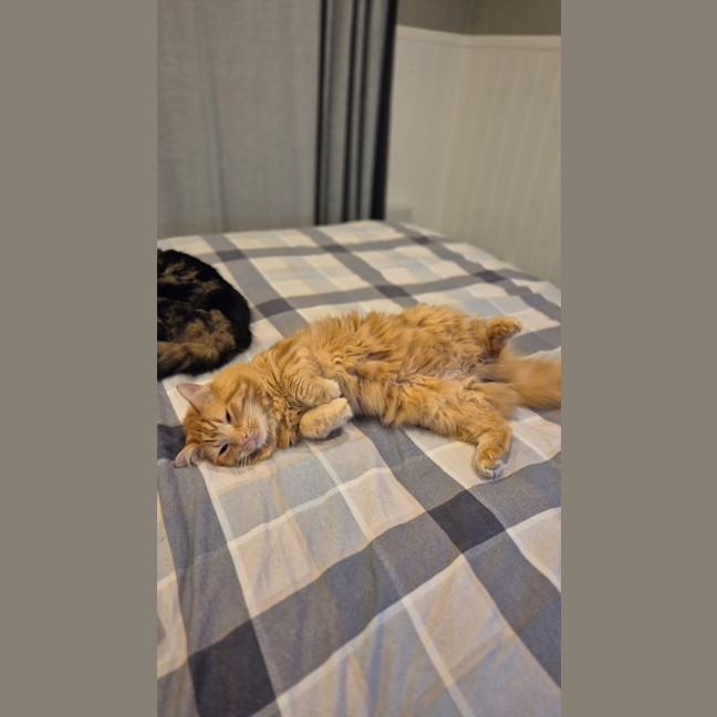 Photo of Fanta And Coke 