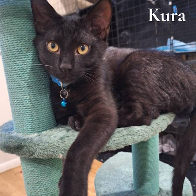 Photo of Kura