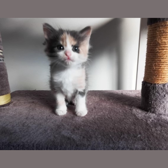 Photo of Mini