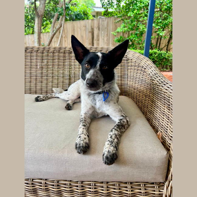 Photo of Missy   1 Year Old Cattle Dog X
