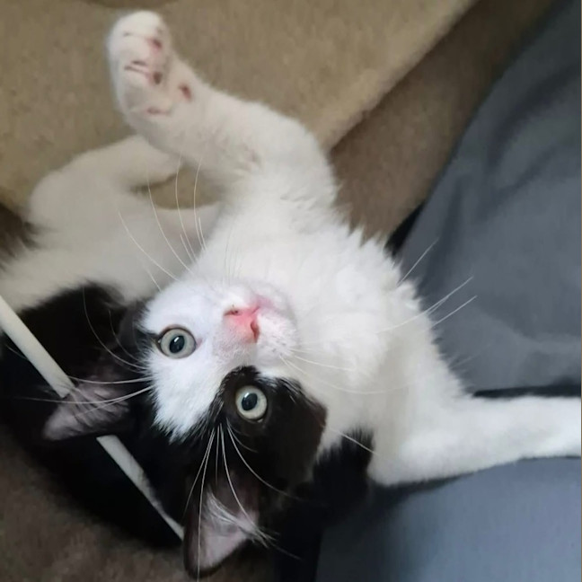 Photo of Mako