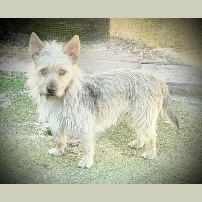 Photo of Oscar