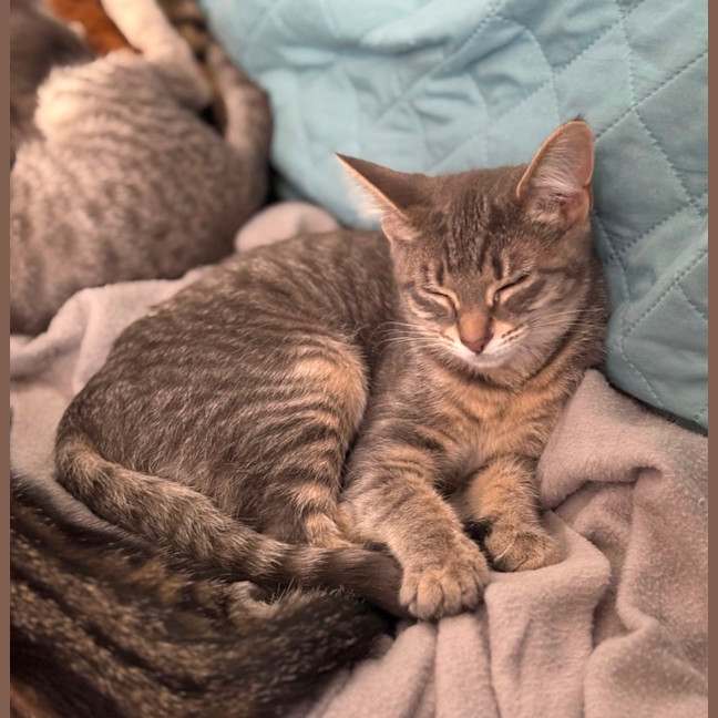 Photo of Morgana **2nd Chance Cat Rescue**