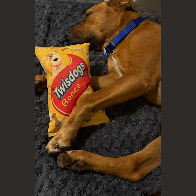 Photo of Bear   5 Year Old Ridgeback