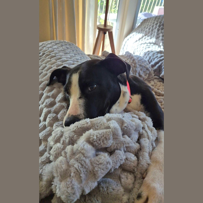 Photo of Molly *$250 Adoption Fee* 