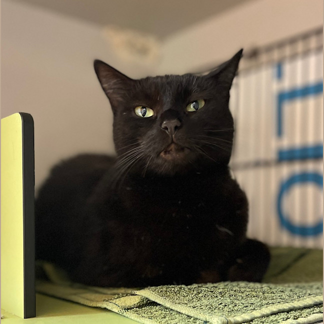 Photo of Minerva