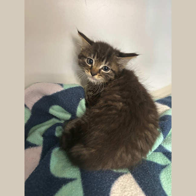 Photo of Kitten Crew