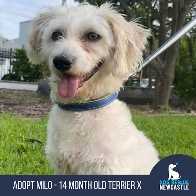 Photo of Milo 🥎14mos, Non Shedding, Terrier X🤩
