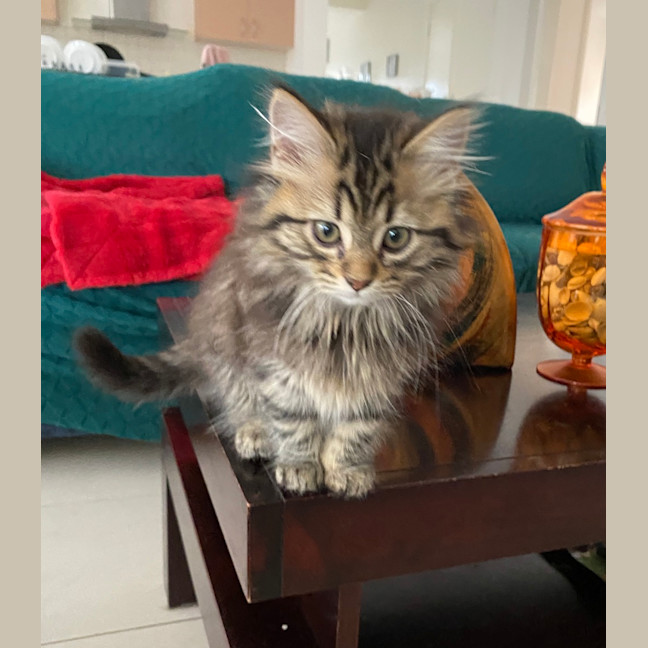 Photo of Nini