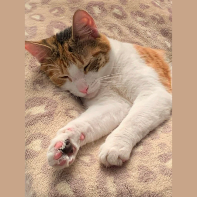 Photo of Dottie