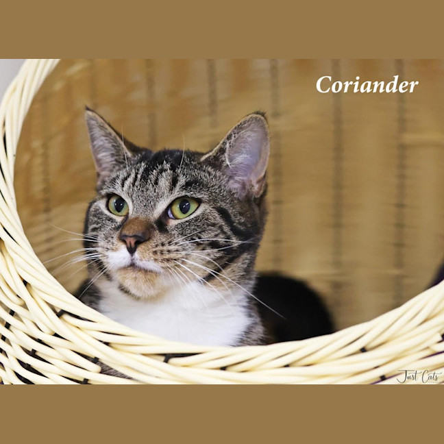Photo of Coriander