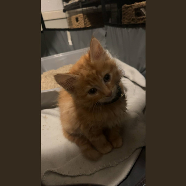 Photo of Matzo   Located In Pakenham