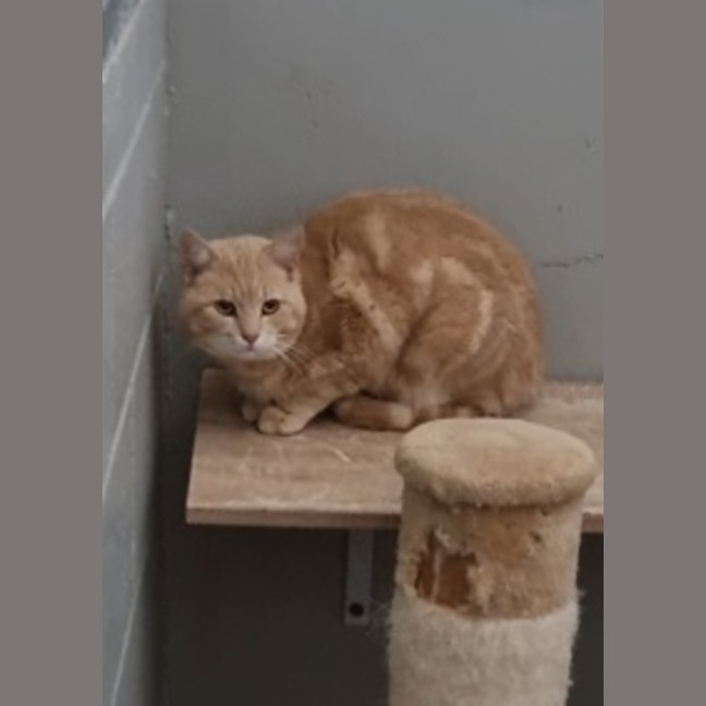 Photo of Gingy