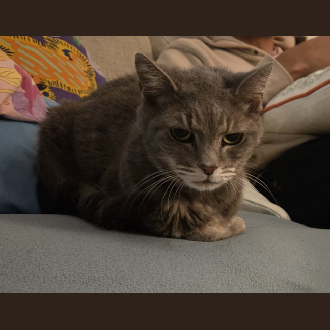 Photo of Dusty
