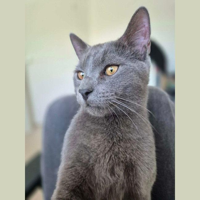 Photo of Lint