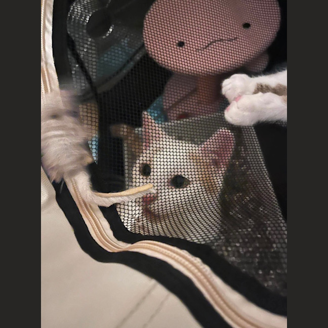 Photo of Peaches
