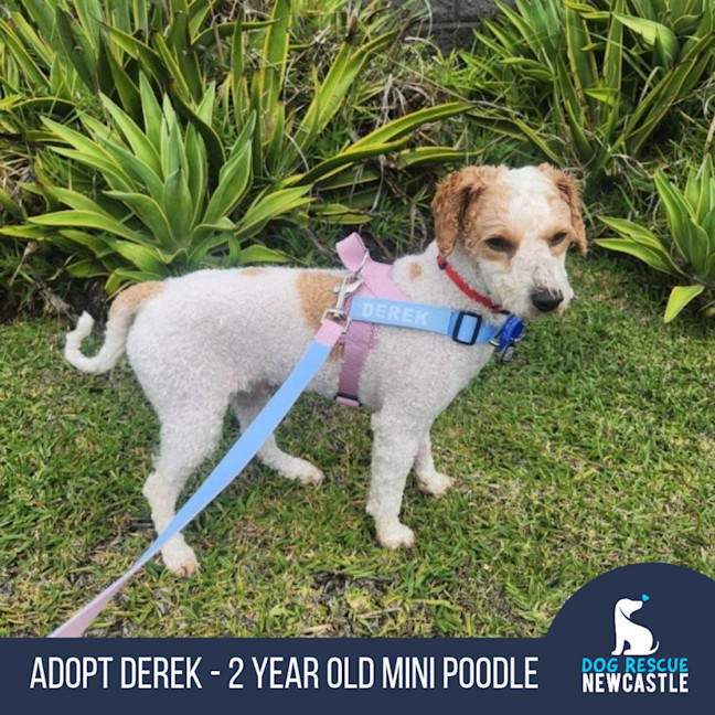 Photo of Derek   2 Year Old Mini Poodle