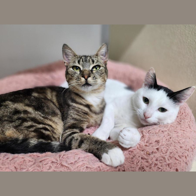 Photo of 🎈 Alba 6618 🎈