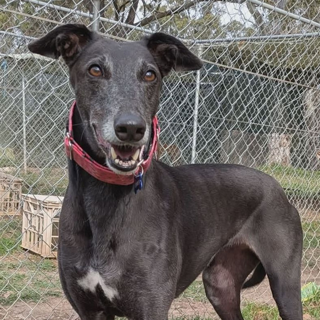 Photo of Eowyn The Greyhound