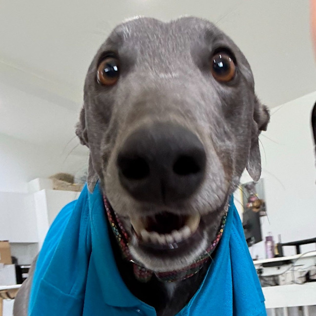 Photo of Azzurro The Greyhound