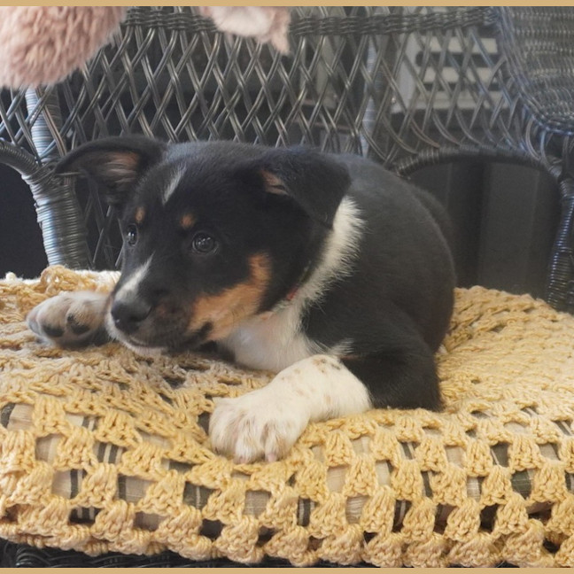 Photo of Tucker