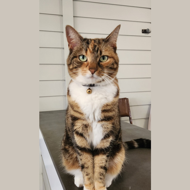 Photo of Juno