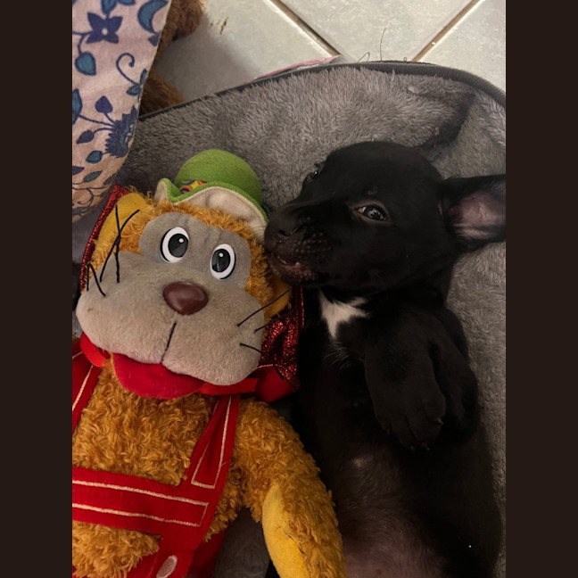 Photo of Teaky