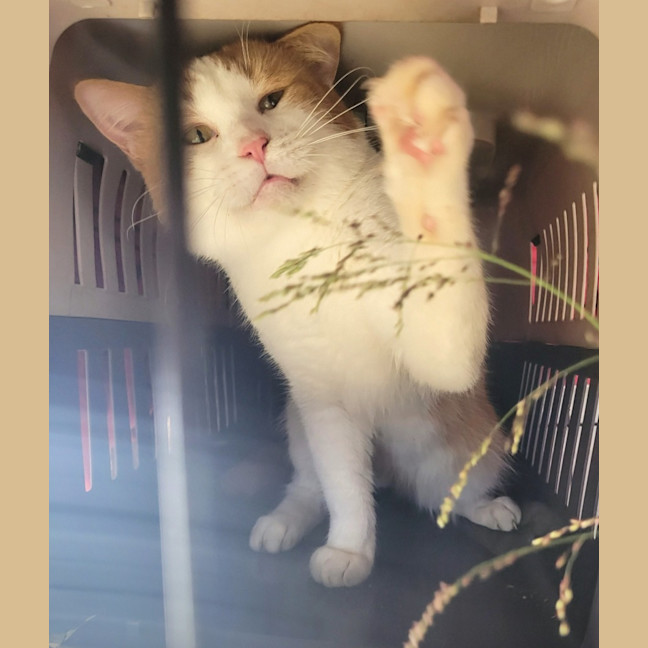 Photo of Thor ⚡️