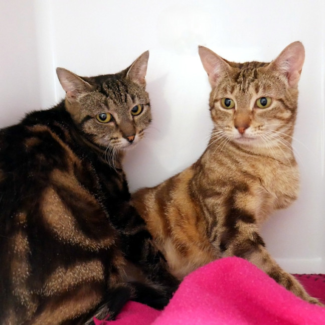 Photo of Camilla & Kate Sua014355 & Sua014353