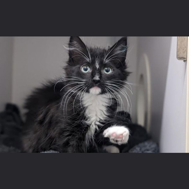 Photo of Bella