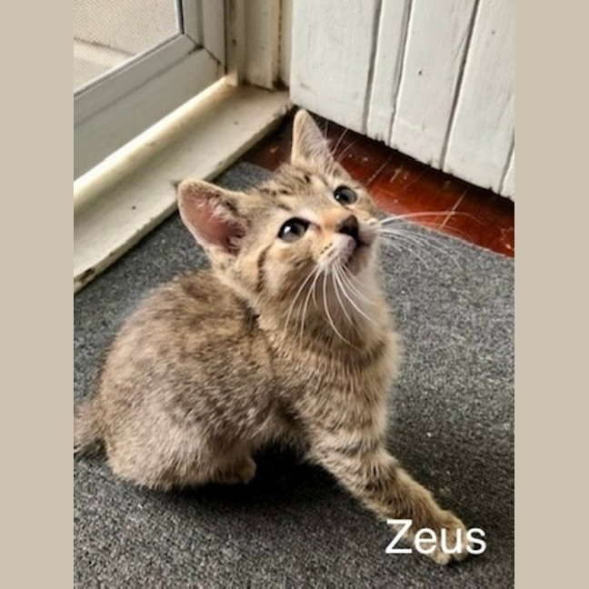 Photo of Zeus
