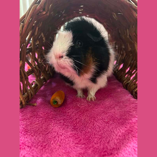 Photo of Gus