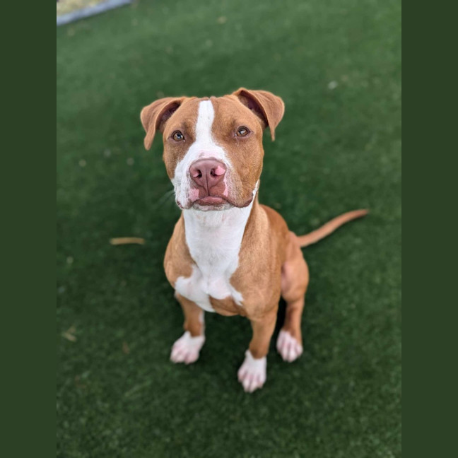 Photo of Pepsi Imp 2839