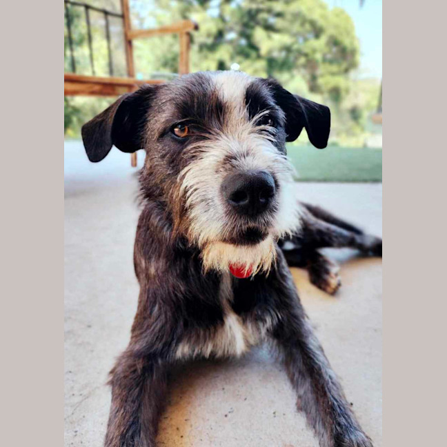 Photo of Benson