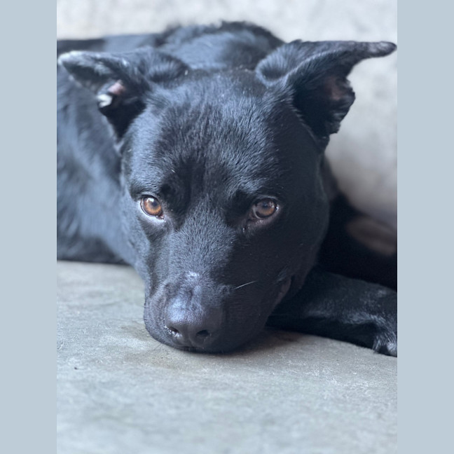 Photo of Rocky