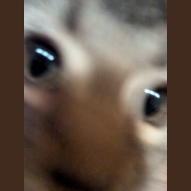 Photo of Cotton Eye Joe
