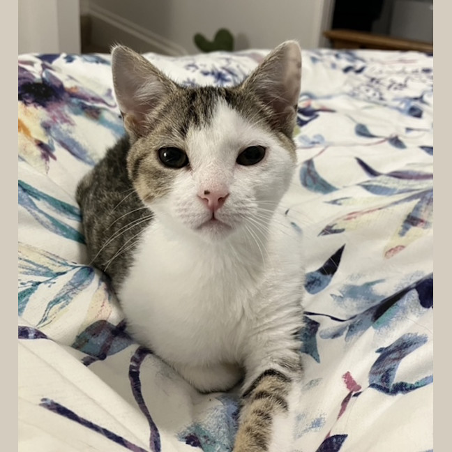 Photo of Spock & Sparrow   5 Month Old Domestic Short Hair