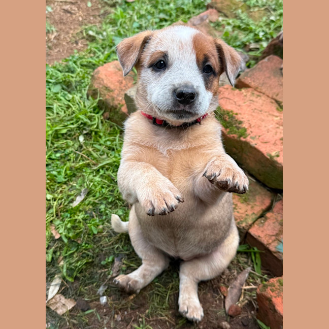 Photo of Tango 