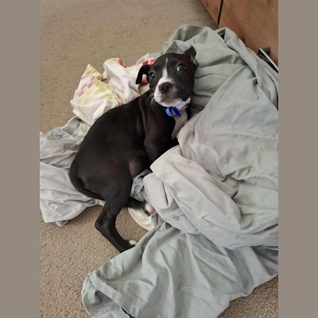 Photo of Lola   10 Week Old Boxer X