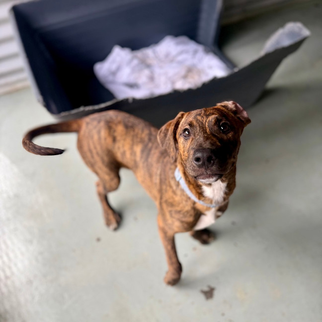Photo of Rover 