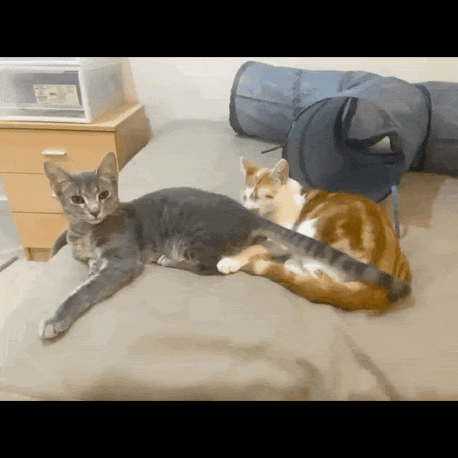 Photo of Maple And Murky