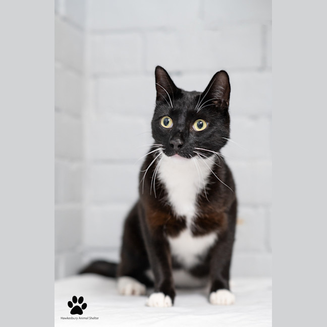 Photo of Marshmallow