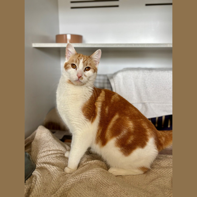 Photo of Weasly  Meet Me At Petstock Kingsford!