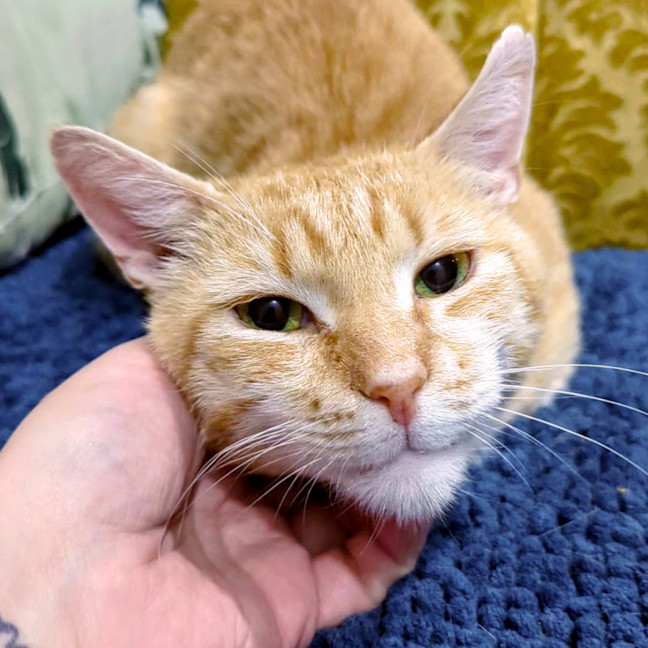 Photo of Garfield