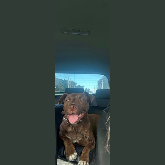 Photo of Tully   9 Month Old Staffy X