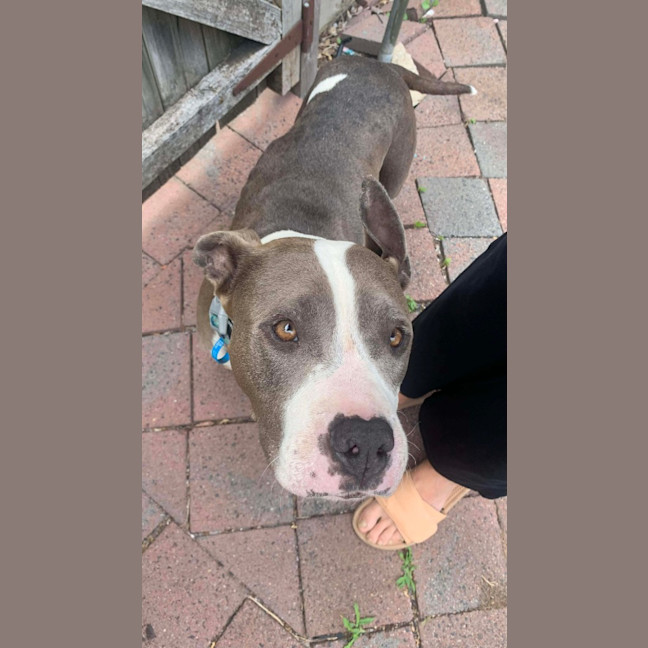 Photo of Koda
